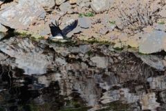 Cigogne noire - Ciconia nigra - Black Stork<br>Estrémadure