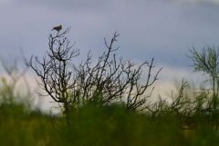 Cochevis de Thékla - Galerida theklae - Thekla's Lark<br>Estrémadure