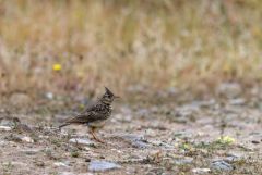 Cochevis de Thékla - Galerida theklae - Thekla's Lark<br>Estrémadure
