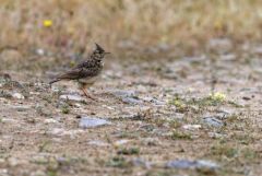 Cochevis de Thékla - Galerida theklae - Thekla's Lark<br>Estrémadure