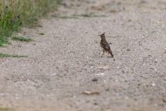Cochevis huppé - Galerida cristata - Crested Lark<br>Estrémadure