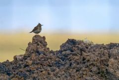 Cochevis huppé - Galerida cristata - Crested Lark<br>Estrémadure