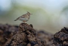 Cochevis huppé - Galerida cristata - Crested Lark<br>Estrémadure