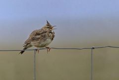 Cochevis huppé - Galerida cristata - Crested Lark<br>Estrémadure
