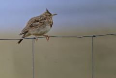 Cochevis huppé - Galerida cristata - Crested Lark<br>Estrémadure