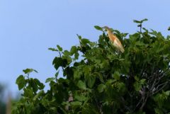 Crabier chevelu - Ardeola ralloides - Squacco Heron<br>Estrémadure