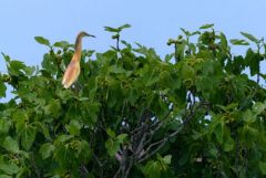 Crabier chevelu - Ardeola ralloides - Squacco Heron<br>Estrémadure