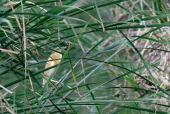 Crabier chevelu - Ardeola ralloides - Squacco Heron<br>Estrémadure