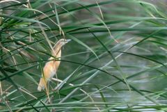 Crabier chevelu - Ardeola ralloides - Squacco Heron<br>Estrémadure