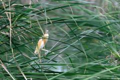 Crabier chevelu - Ardeola ralloides - Squacco Heron<br>Estrémadure
