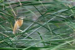 Crabier chevelu - Ardeola ralloides - Squacco Heron<br>Estrémadure