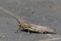 Criquet égyptien - Anacridium
							egyptium<br>Estrémadure