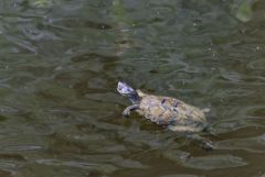 Émyde lépreuse - Mauremys leprosa<br>Estrémadure