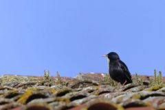 Étourneau unicolore - Sturnus unicolor - Spotless Starling<br>Estrémadure