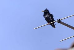 Étourneau unicolore - Sturnus unicolor - Spotless Starling<br>Estrémadure