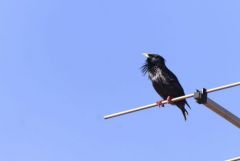 Étourneau unicolore - Sturnus unicolor - Spotless Starling<br>Estrémadure