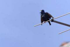 Étourneau unicolore - Sturnus unicolor - Spotless Starling<br>Estrémadure