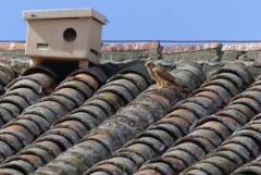 Faucon crécerellette ♀ - Falco naumanni - Lesser Kestrel<br>Estrémadure