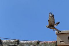 Faucon crécerellette ♀ - Falco naumanni - Lesser Kestrel<br>Estrémadure