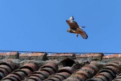 Faucon crécerellette ♀ - Falco naumanni - Lesser Kestrel<br>Estrémadure