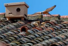 Faucon crécerellette ♂ ♀ - Falco naumanni - Lesser Kestrel<br>Estrémadure