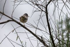 Fauvette mélanocéphale ♀ - Curruca melanocephala - Sardinian Warbler<br>Estrémadure