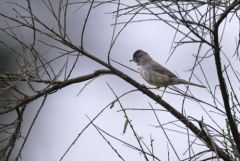 Fauvette mélanocéphale ♀ - Curruca melanocephala - Sardinian Warbler<br>Estrémadure