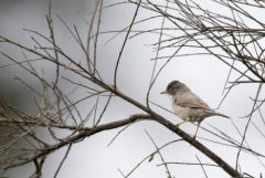 Fauvette mélanocéphale ♀ - Curruca melanocephala - Sardinian Warbler<br>Estrémadure