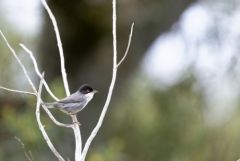 Fauvette mélanocéphale ♂ - Curruca melanocephala - Sardinian Warbler<br>Estrémadure