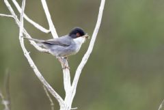 Fauvette mélanocéphale ♂ - Curruca melanocephala - Sardinian Warbler<br>Estrémadure