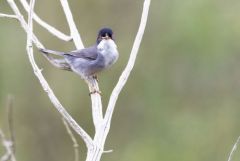 Fauvette mélanocéphale ♂ - Curruca melanocephala - Sardinian Warbler<br>Estrémadure