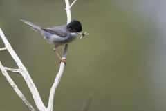 Fauvette mélanocéphale ♂ - Curruca melanocephala - Sardinian Warbler<br>Estrémadure