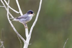 Fauvette mélanocéphale ♂ - Curruca melanocephala - Sardinian Warbler<br>Estrémadure