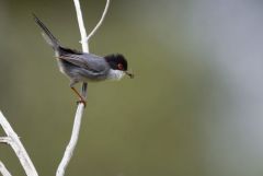 Fauvette mélanocéphale ♂ - Curruca melanocephala - Sardinian Warbler<br>Estrémadure