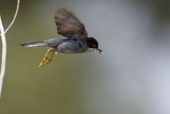 Fauvette mélanocéphale ♂ - Curruca melanocephala - Sardinian Warbler<br>Estrémadure