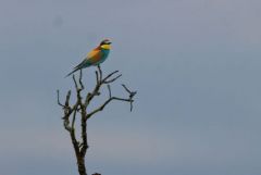 Guêpier d'Europe - Merops apiaster - European Bee-eater<br>Estrémadure