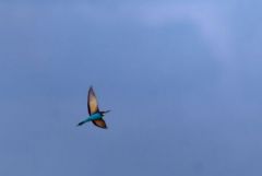 Guêpier d'Europe - Merops apiaster - European Bee-eater<br>Estrémadure
