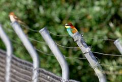 Guêpier d'Europe - Merops apiaster - European Bee-eater<br>Estrémadure