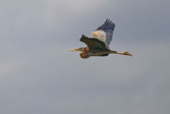 Héron pourpré - Ardea purpurea - Purple Heron<br>Estrémadure