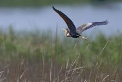 Héron pourpré - Ardea purpurea - Purple Heron<br>Estrémadure