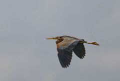 Héron pourpré - Ardea purpurea - Purple Heron<br>Estrémadure