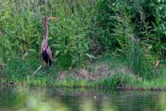 Héron pourpré - Ardea purpurea - Purple Heron<br>Estrémadure