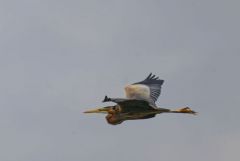 Héron pourpré - Ardea purpurea - Purple Heron<br>Estrémadure