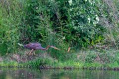 Héron pourpré - Ardea purpurea - Purple Heron<br>Estrémadure