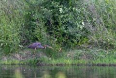 Héron pourpré - Ardea purpurea - Purple Heron<br>Estrémadure