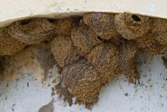 Hirondelle de fenêtre (nids) - Delichon urbicum - Common House Martin<br>Estrémadure