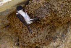 Hirondelle de fenêtre - Delichon urbicum - Common House Martin<br>Estrémadure