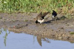 Hirondelle de fenêtre - Delichon urbicum - Common House Martin<br>Estrémadure