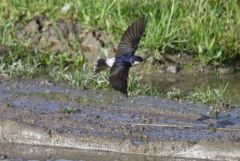 Hirondelle de fenêtre - Delichon urbicum - Common House Martin<br>Estrémadure