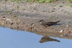 Hirondelle de rochers - Ptyonoprogne rupestris - Eurasian Crag Martin<br>Estrémadure